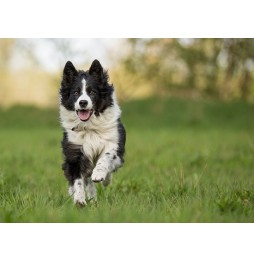 Canifelox Condition mit Omega-3- und 6-Säuren, 150 ml Nahrungsergänzungsmittel für Hunde