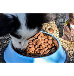 Prince Grain Free Prairie 4 kg karma dla psa z jagnięciny bez zbóż - hypoalergiczna