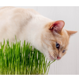 Kot w Butach Ekologiczna trawka dla kota, naturalny zdrowy przysmak koci