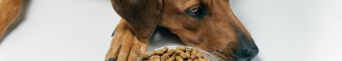 Trockenfutter für Hunde mit hochwertigen Zutaten