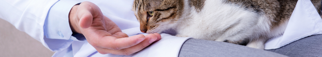 Дієтичні добавки для кішок підтримують їх здоров'я